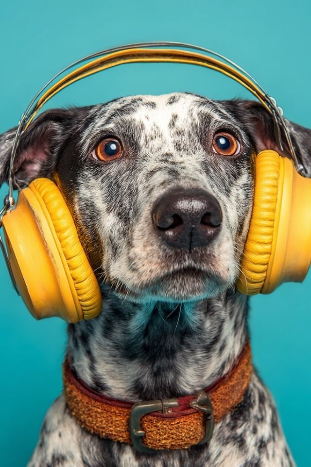 Lost in the Noise: A Journey Back to Connection When Sound Breaks the Invisible Leash