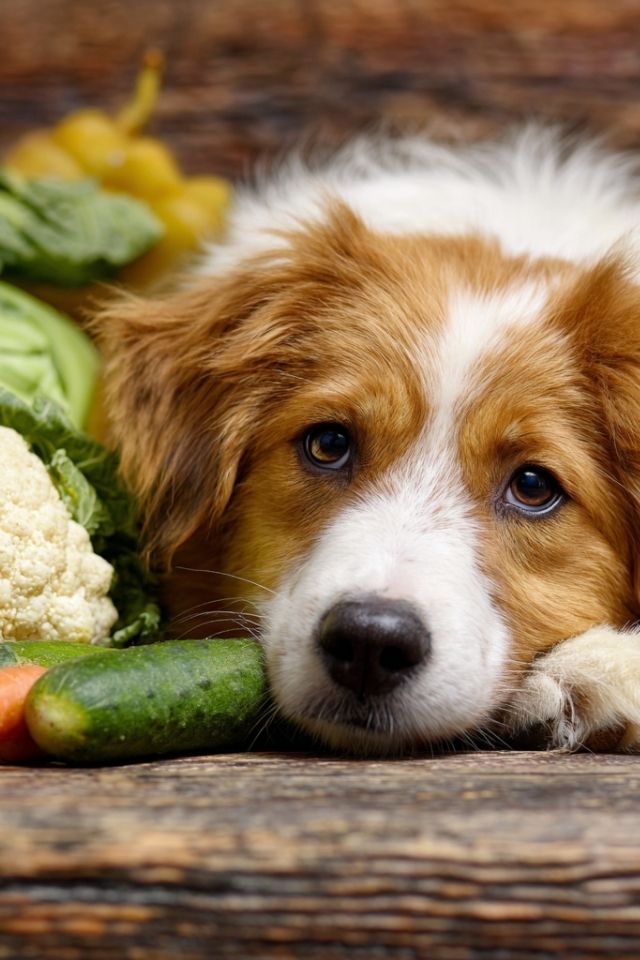 The Invisible Hunger: When Your Dog’s Soul Speaks Through Behavior