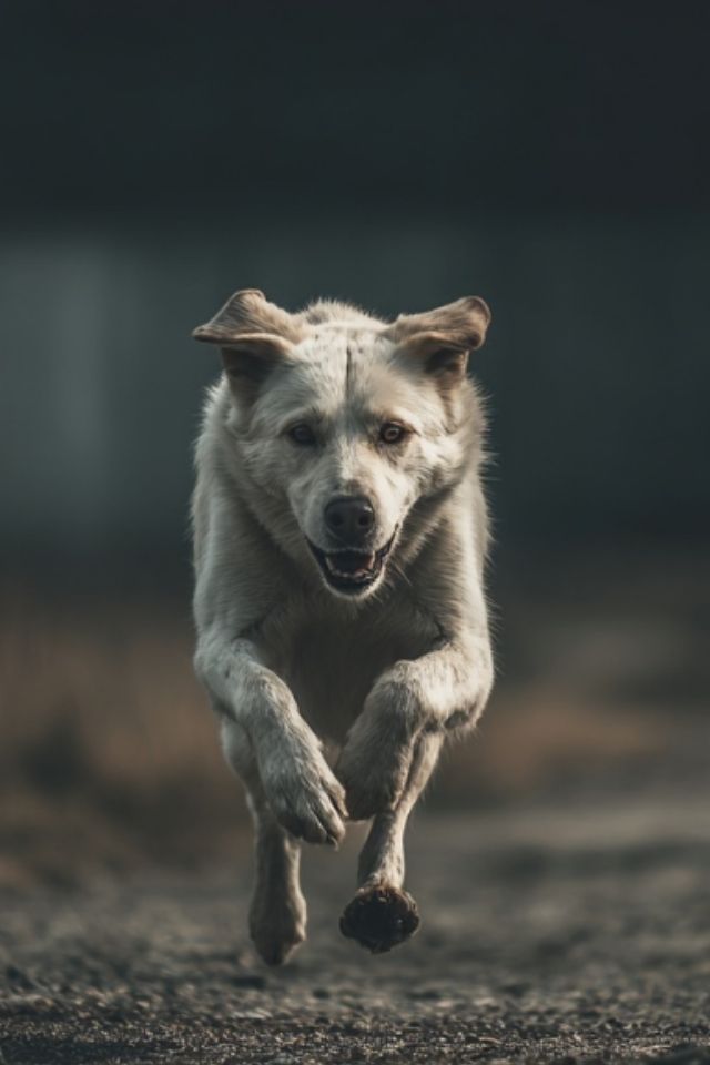When Hearts Adapt: Understanding the Dogs Who Bloom Where They’re Planted